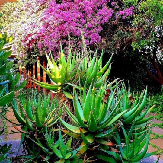 Quiet House Garden Naples-Pompei-Sorrento Villa Trecase Exteriör bild